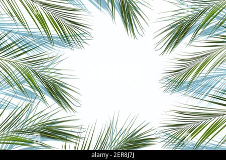 Palm leaves on blue background with the shadows Stock Photo
