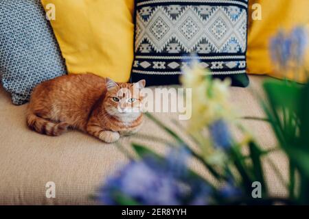 Ginger cat lying on couch with yellow and grey cushions in living room by blue flowers. Pet relaxing at home Stock Photo