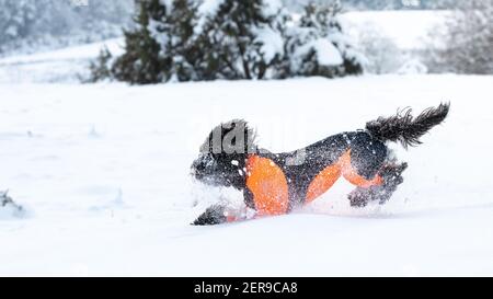 Dog running in fresh white powder snow -  black labradoodle in an orange cover Stock Photo