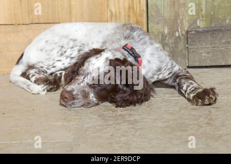 Sleeping cocker spaniel puppy Stock Photo