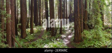 Coastal Redwood trees, Sequoia sempervirens, thrive in a healthy forest in Mendocino, California. Redwood trees grow in a very specific climate range. Stock Photo