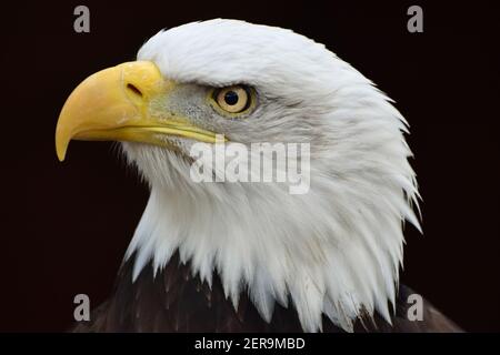 A Bald Eagle portrait (Haliaeetus leucocephalus) on a black background. Stock Photo