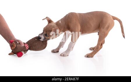 3 month old American Staffordshire Terrier  puppy playing with toy on white background Stock Photo