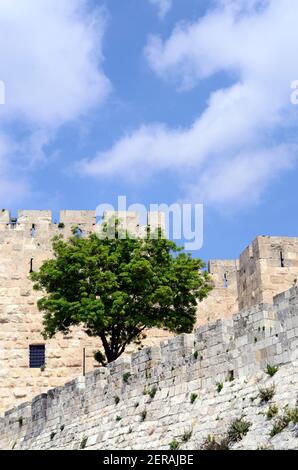 a single tree with fresh green leafs in spring growing next to the historical city walls of the Old City of Jerusalem near Jaffa Gate, Israel Stock Photo