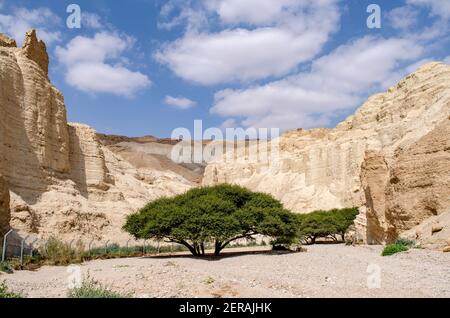 single solitary Umbrella Thorn Acacia (Vachellia tortilis) growing in the dry riverbed of Nahal Zohar, Judean Desert, Dead Sea area, Israel Stock Photo