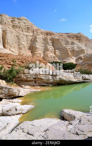 small green pool in a mostly dry riverbed, Umbrella Thorn Acacias (Vachellia tortilis) growing amid the canyon walls of Nahal Zohar, Dead Sea area Stock Photo