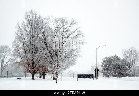 Snow covered trees etched against an otherwise pure white scene. Snowstorm on a winters day, Ottawa, Ontario, Canada. Stock Photo