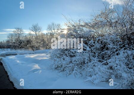 Classic winter scene - sundown behind some very snowy trees and bushes in Ottawa, Ontario, Canada. Stock Photo