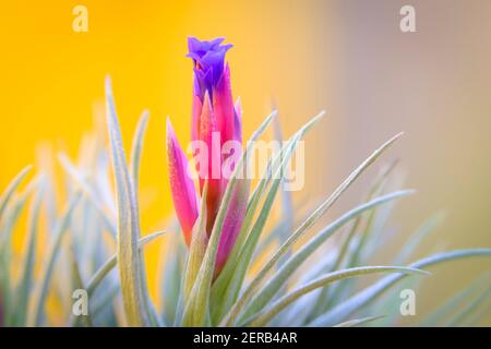 Tillandsia genus flower, a family of epiphytic plants from the family Bromeliaceae, popularly known as air plants. Stock Photo