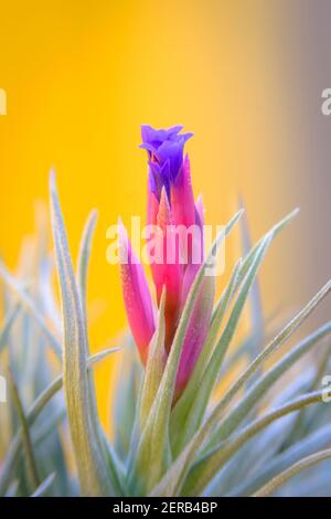 Tillandsia genus flower, a family of epiphytic plants from the family Bromeliaceae, popularly known as air plants. Stock Photo