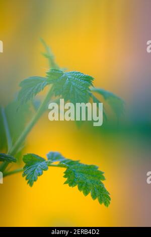 Raspberry leaves (Rubus idaeus). Barcelona. Catalonia. Spain. Stock Photo