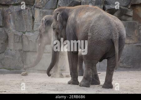 Indian elephant (Elephas maximus indicus) at Tierpark Berlin in Berlin, Germany.