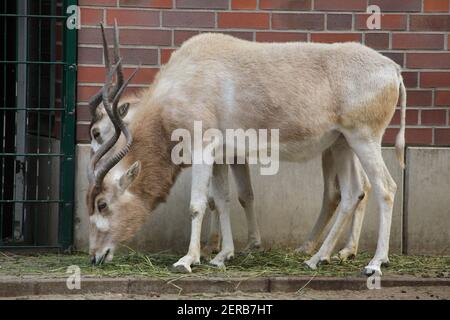 Addax (Addax nasomaculatus), also known as the white antelope or the screwhorn antelope. Stock Photo