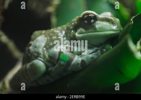 Amazon milk frog (Trachycephalus resinifictrix), also known as the Mission golden-eyed tree frog. Stock Photo