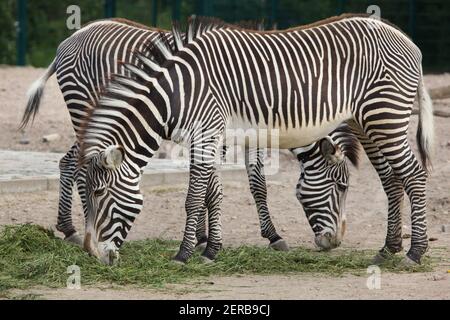 Grevy's zebra (Equus grevyi), also known as the imperial zebra. Stock Photo