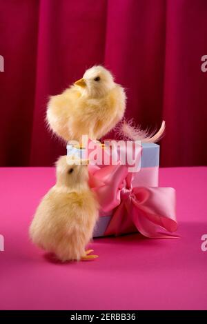 Bright yellow chickens with easter eggs and gift box against the bold raspberry color curtain. Trendy hard light still life. Stock Photo