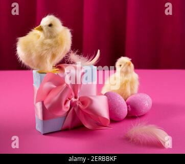 Bright yellow chickens with easter eggs and gift box against the bold raspberry color curtain. Trendy hard light still life. Stock Photo