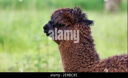 brown alpaca with thick shaggy fur, the snout of the animal is black, funny appearance in nature, good mood is guaranteed when you meet these animals, Stock Photo
