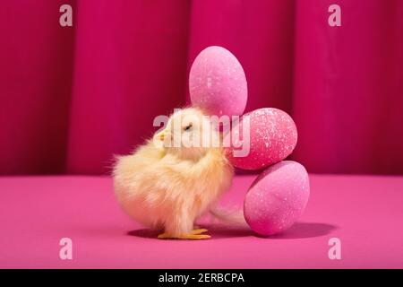 Yellow chicken near Bright pink-colored easter eggs balancing against the bold raspberry color curtain. Trendy hard light still life. Stock Photo