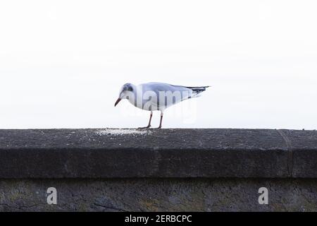 a mediterranean seagull is standing on a black wall, the bird is looking enthusiastically at its food, it should hurry up with eating before another s Stock Photo