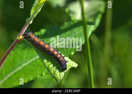 A Mourning Cloak caterpillar (Nymphalis antiopa) called a spiny elm caterpillar is the larvae stage of the Mourning Cloak butterfly. Stock Photo