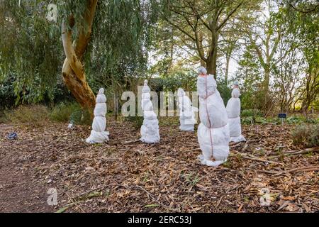 Tender plants wrapped in plastic coverings for protection against low temperatures in RHS Garden, Wisley, Surrey, south-east England in winter Stock Photo