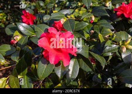 Red Camellia 'Freedom Bell' in flower in the Winter Garden at RHS Garden, Wisley, Surrey, south-east England in winter Stock Photo