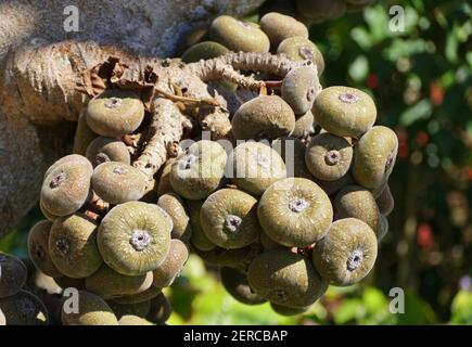Close up of the cluster of Roxburgh Fig fruits Stock Photo