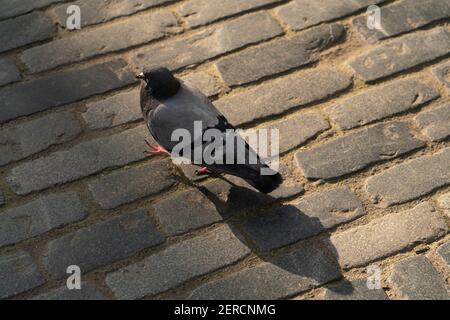 pigeon on cobble stones, covent garden Stock Photo