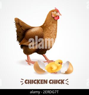 Mother hen with newly hatched chick with eggshell closeup realistic chicken life cycle element poster vector illustration Stock Vector