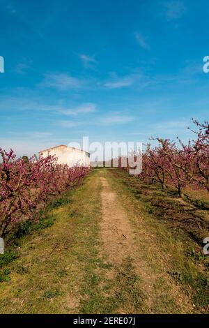 Pathway between pink peach blossoms fields full of flowering flowers against blue sky in Aitona, Lleida, Catalunya, Spain. A barn in the distance. Stock Photo