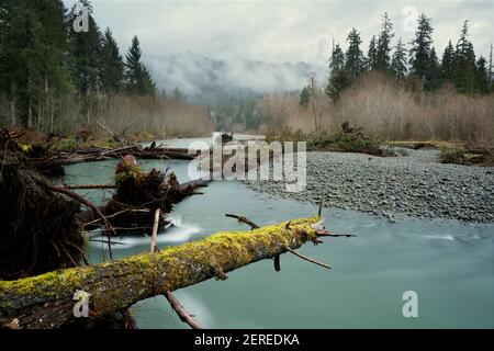 Trees and logs fallen into Sams River, Queets River valley, Olympic National Park, Washington, USA Stock Photo