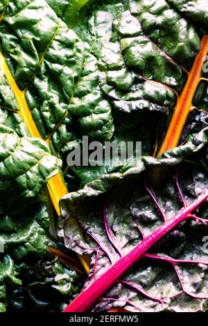 Leaves of rainbow swiss chard laid over one another. Stock Photo