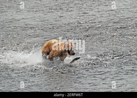 Kodiak Bear Chasing After a Salmon in the Fraser River on Kodiak Island in Alaska Stock Photo
