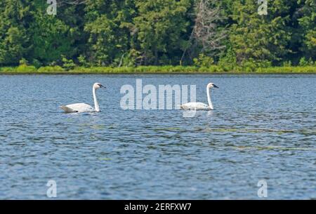 Mating Pair of Trumpeter Swan in Crooked Lake in the Sylvania Wilderness in Michigan Stock Photo