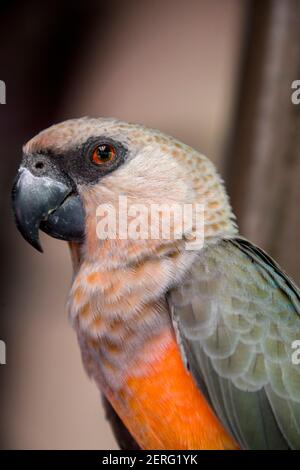 The red-bellied parrot (Poicephalus rufiventris) is a small African parrot. It is a mostly greenish and grey parrot. Males have a bright orange belly Stock Photo