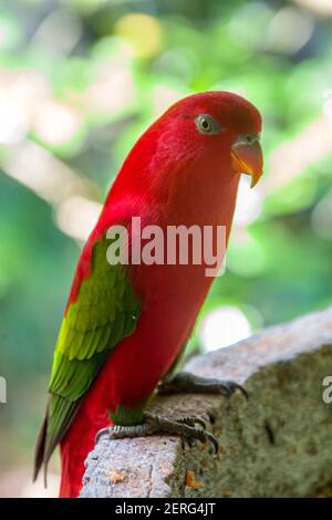 The chattering lory (Lorius garrulus) is a forest-dwelling parrot endemic to North Maluku, Indonesia. It is considered vulnerable. Stock Photo