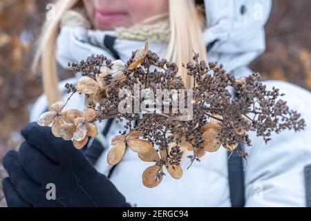 In the hands of Icy dry flowers and seeds on the branches, after a freezing rain. High quality photo Stock Photo