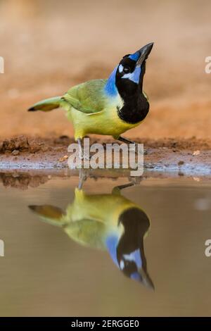 The colorful Green Jay, Cyanocorax yncas, is found from southern Texas to Honduras. Stock Photo
