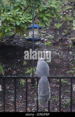 Rear view of a fat squirrel perched on a fence next to a bird feeder. Stock Photo