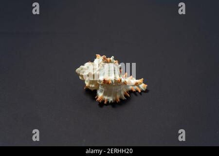 Sea snail shell, genus Murex, with ornamentation on a black background. Stock Photo