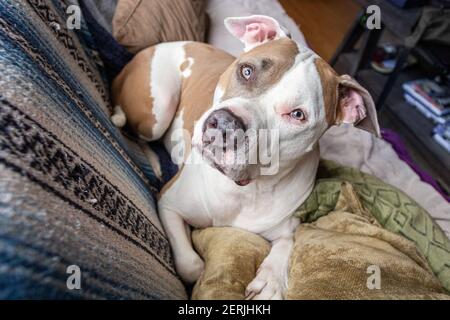 staffordshire bull terrier es una raza mixta