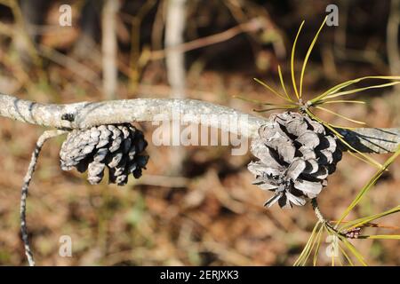 Pinecones on a branch. Stock Photo