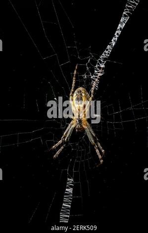 A female Saint Andrews Cross Spider (Argiope Aetherea) sits in its distinctive web, which gives it its name. The male is smaller and inconspicuous. Stock Photo