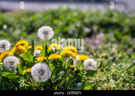 Field with yellow dandelions and full bloom dandelions in spring season Stock Photo