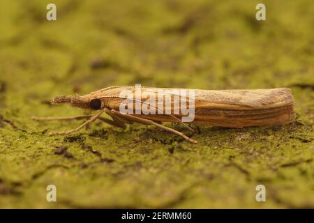 Closeup of the Common Grass-veneer moth, Agriphila tristella Stock Photo