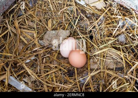 Two brown eggs on a hay nest. 100% organic chicken eggs at a farm house. Poultry eggs in countryside. Stock Photo