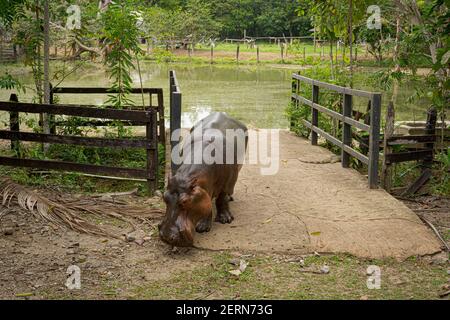 Vanessa the hippo at Hacienda Napoles in Colombia Stock Photo - Alamy