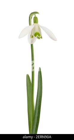 Snowdrop flower isolated on white background Stock Photo