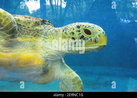 Close-up of a giant sea turtle, marine life Stock Photo